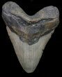 Megalodon Tooth - North Carolina #67315-1